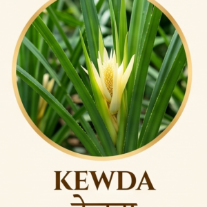 "Vedu Agarbatti kewda fragrance variant featuring a close-up of a blooming white kewra flower with green leaves in a golden circle"